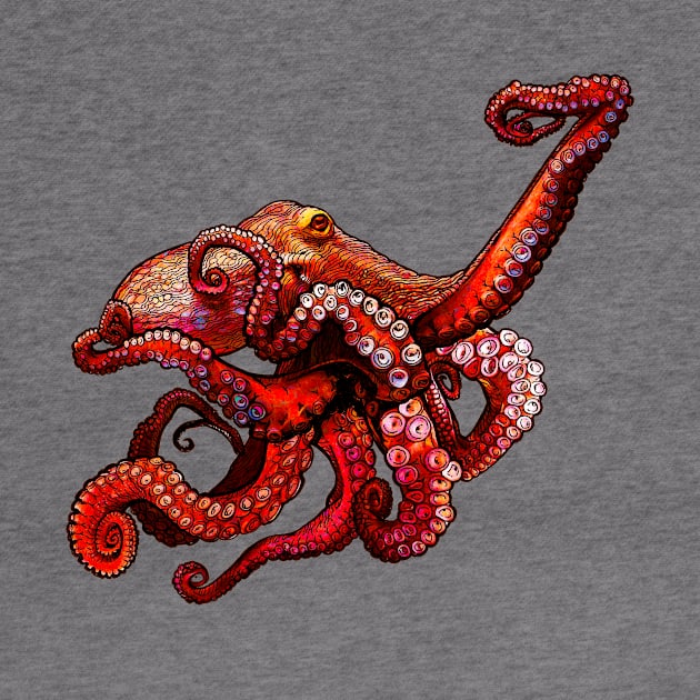 Octopus by OceanLife